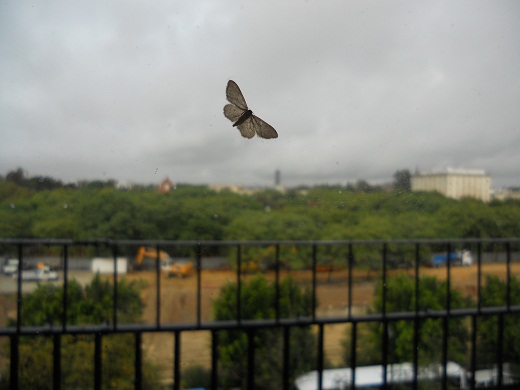 La foto no es lo que parece. No, no se trata de una polilla gigante sobrevolando el muy desenfocado jardín del Prado de Sevilla.

Joaquín