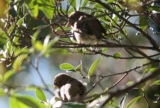 Observé sobre una Rhaphiolepis indica del Real Jardín Botánico, a un grupo de hembras al sol, mientras dos señoras hablaban de su soledad justo debajo.
MF-A