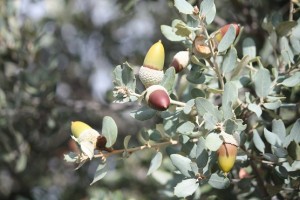 Bellotas de encina con la cúpula poco antes de caer/ Aceytuno