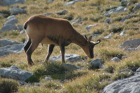 En los Vosgos vive también el rebeco, la especie más reciente entre los mamíferos europeos.

MF-A