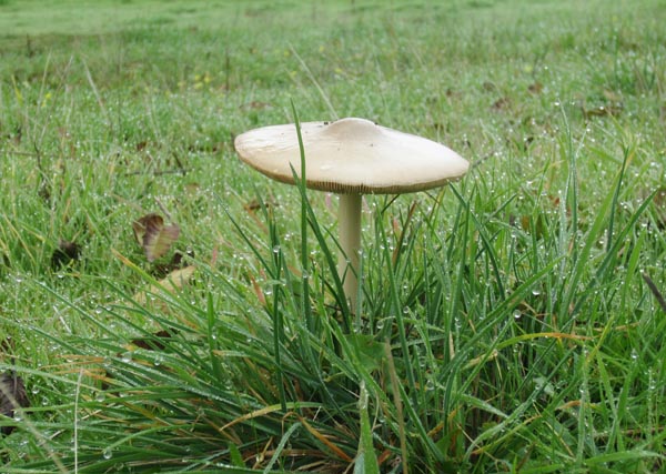 Las lluvias caídas en este otoño han permitido que los suelos de pastizales, bosques y dehesas se revistieran de verde clorofila.

Isabel