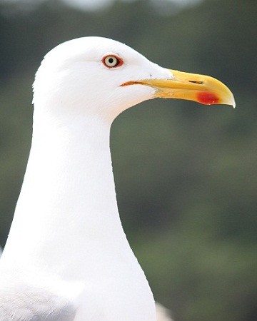 La gaviota y la estrella