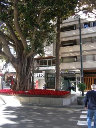 Los pascueros están indicando que la Navidad está cerca y le desean Feliz Navidad al viejo Ficus, que tiene más de cien años.

José Manuel Guerra Sanz