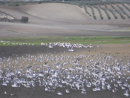 Coincidiendo, como no podía ser de otra manera, con la previsión meteorológica de temporal de lluvia y viento, una nube de gaviotas ha venido a posarse en un campo de cultivo a 200 km del mar.

Joaquín