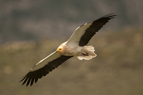 Alimoche en vuelo, por Javier Valladares