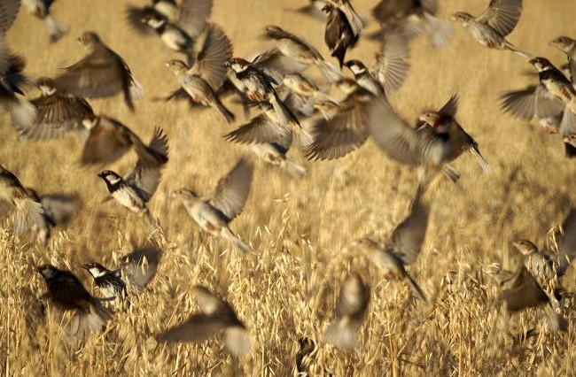 En la T-4 de Barajas, junto a los mostradores de facturación, hay tres esculturas enormes que son tres damas: “La soñadora”, “La coqueta” y “La realista”. MF-A

AUTOR DE LA FOTO: Diego Romero Manzano