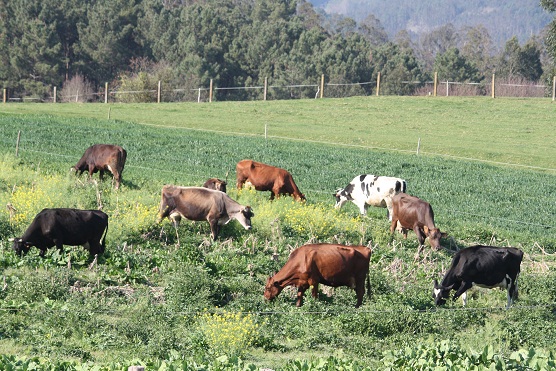 Me voy a referir hoy solamente a un verbo, deshauciar, con el que un vaquero me informaba que había conseguido que una vaca dejara de romper portillos.