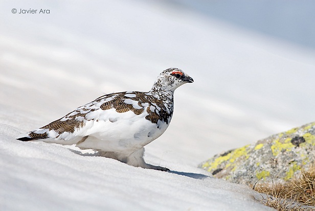 Hay una perdiz que tiene los pies de una liebre y que se esconde en la nieve para no morirse de frío. MF-A
Autor de la foto: JAVIER ARA CAJAL