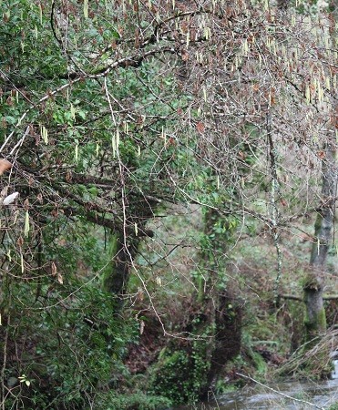 El río y el tren cuando pasan, siembran avellanos sin querer. MF-A

avellano término incorporado hoy al diccionario Aceytuno de la Naturaleza.