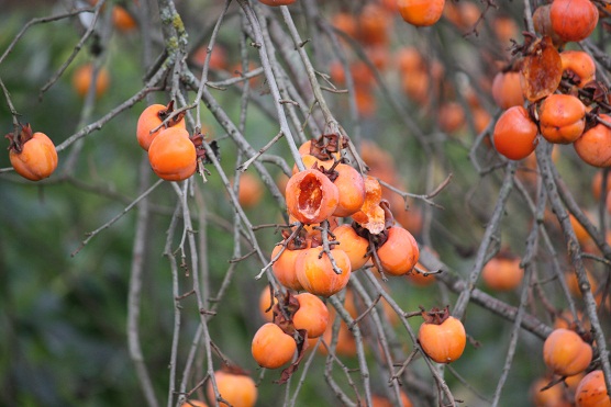 Al contrario que el naranjo, la falta de hojas en invierno deja ver toda la belleza del fruto. MF-A
turión término incorporado hoy al diccionario Aceytuno de la Naturaleza