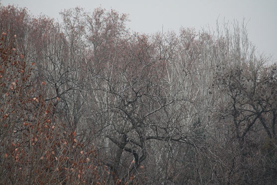 Me parece que es ahora cuando son más elegantes los árboles del parque, encanecidos entre la niebla.

MF-A