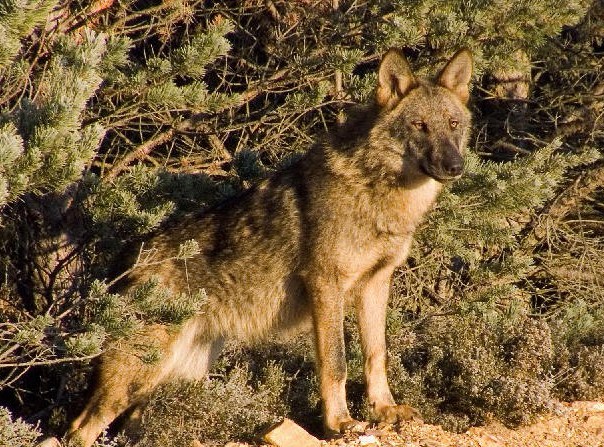 Me encontré ayer una palabra en Twitter escrita por mi amigo Carlos de Hita, experto en sonidos de la Naturaleza: aulladero.

AUTOR DE LA FOTO: Vicente Matellán