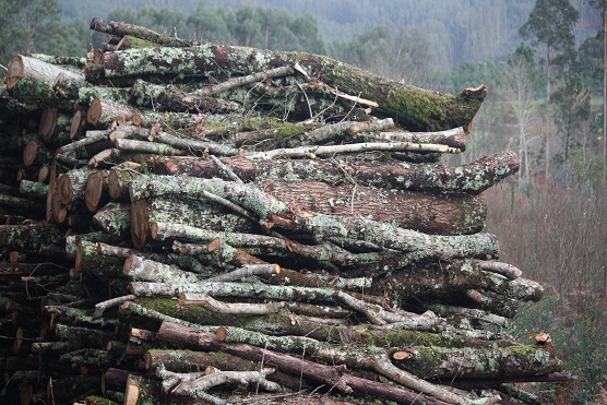 La leña apilada es un bosque hecho pedazos. MF-A

leña término incorporado hoy al diccionario de la Naturaleza
