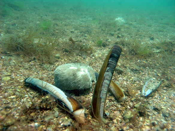 Son los campesinos de esa tierra del mar que es la arena. MF-A

escañeto término incorporado al diccionario gracias a Felisón