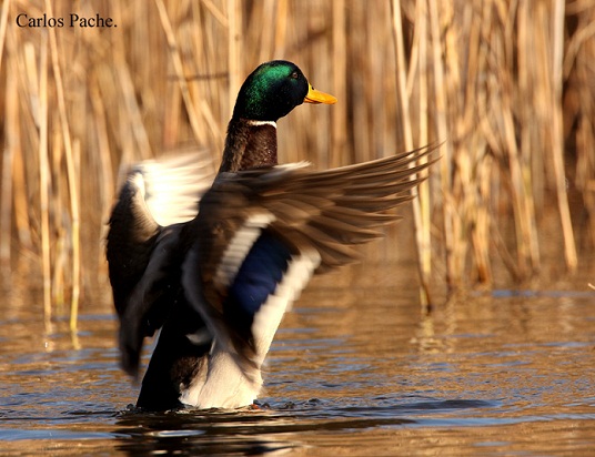 Con la mancada de las anátidas, esas mismas plumas que alcanzan el cielo y las nubes, caerán de golpe al suelo. MF-A
AUTOR DE LA FOTO: Carlos Pache