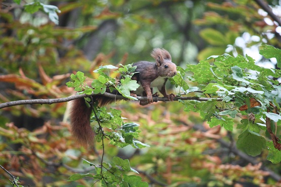 No me había dado cuenta de que estas ardillas rojas de los parques (Sciurus vulgaris) tienen el pecho de un blanco tan puro.

MF-A