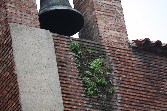 En la Parroquia de San Sebastián, en la madrileña calle de Atocha, gracias a la humedad de la pared del campanario, viven los ombligos de Venus.

MF-A