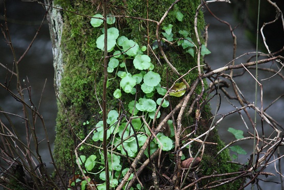 El ombligo de Venus (Umbilicus pendulinus) que fotografié sobre la pared del campanario, crece aquí sobre el musgo de un ameneiro a la orilla del río.

MF-A