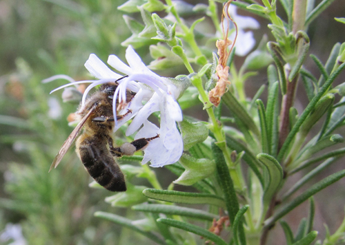 A esta abeja laboriosa le da igual que sea diciembre entrado en fechas y que sean pocas las flores de romero que quedan en las matas que miran, desde la montaña, al Mediterráneo.