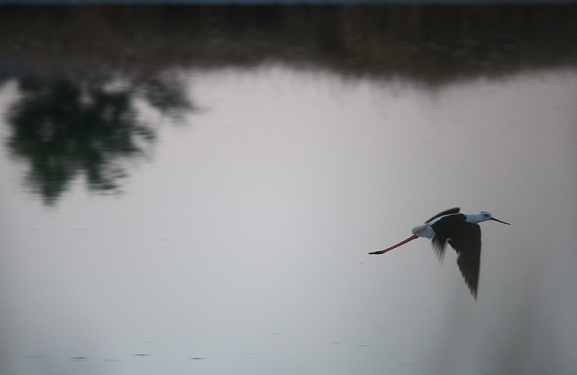 Las aves cambian según la tela, de aire o de agua, sobre o bajo la que vuelan.

MF-A