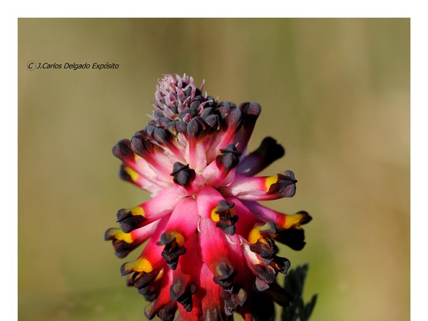 Esta foto de Platycapnos spicata, conocida popularmente con los nombres de: sangre de cristo, palomilla o conejitos, la hice en la orilla de una vieja carretera en Fregenal de la Sierra, el dia 4 de febrero 2013.