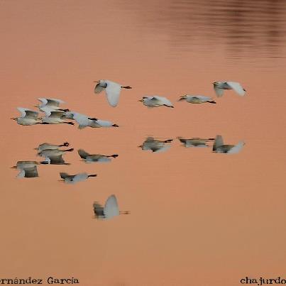 Grupo de garcillas bueyeras volando a ras de agua sobre el río Guadiana, acompañadas por su reflejo.

AUTOR: ATANASIO FERNÁNDEZ GARCÍA

(Las palabras, ¡ese bosque! MF-A)