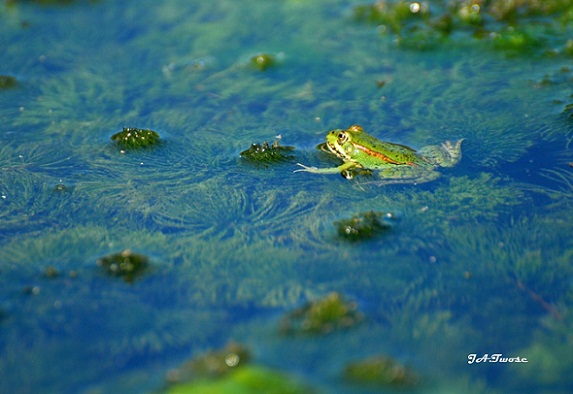 Ranas como ésta caza la atahorma –Circus aeruginosus-, el aguilucho lagunero. 
MF-A

AUTOR DE LA FOTO: J.A. Twose
