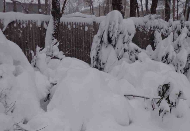 Así quedaron los rododendros tras el paso de Nemo en Newton, Massachusetts.

