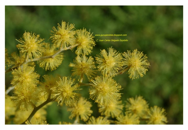 Las flores de la mimosa,con todo detalle, que ya está florecida, desde hace al menos quince días, por las Sierras del Sur de Extremadura.