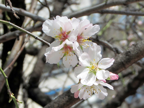 Siguen abriéndose al sol los brotes florales del almendro.
