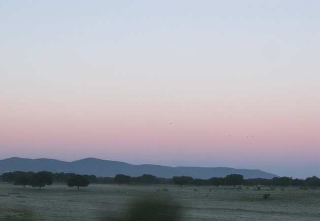 Esta misma mañana, la dehesa amanecía un poco helada, y apenas pudo captar la cámara, con la velocidad del coche, el vuelo de las grullas.