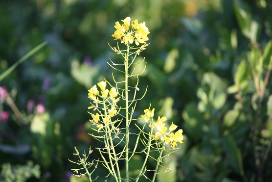 Incluso la verdura quiere ser tratada como una flor.

MF-A