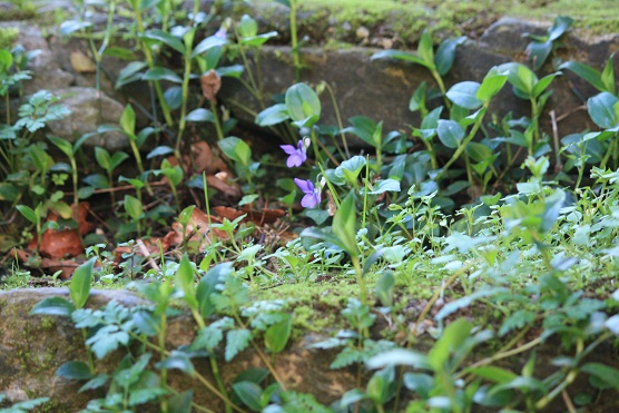 Toda mi vida he dibujado sin pensar, mientras pensaba, dos cosas: un cubo y una flor.

Aceytuno del jueves, 28-2-2013