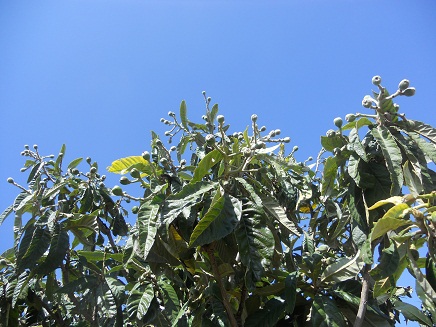 Hice la foto el domingo pasado, aprovechando un día sin lluvia y con un limpísimo cielo azul.

Joaquín