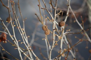 Platanus hispanicus con sus frutos y sus yemas en las ramas/ Aceytuno