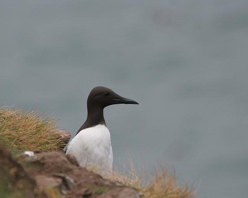 También el viento hace llorar, si sopla fuerte. MF-A

FOTO: Arao (Uria aalgae) 
AUTOR:SEO BirdLife Donostia