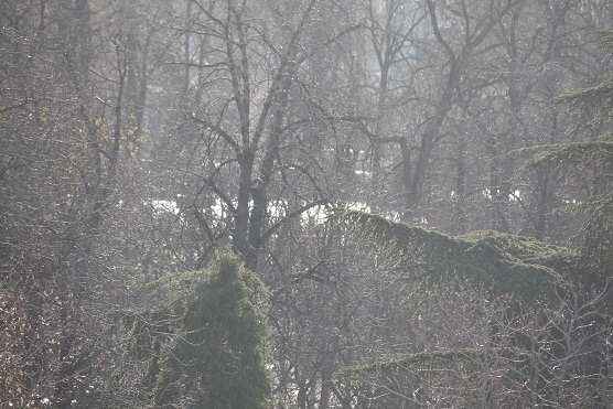 No me había dado cuenta de que se ve la luz del día en la superficie del estanque del parque, entre el brillo de las yemas de los árboles deshojados.

Aceytuno del martes, 12-3-2013