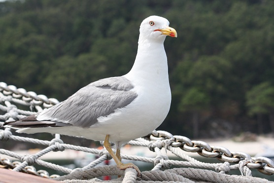 “La gaviota”, mi artículo de hoy que se podrá leer en el ABC de papel a propósito de la gaviota que se posó en la chimenea de la Capilla Sixtina.

MF-A