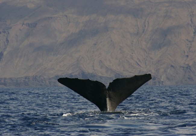 El pasado domingo 17 de marzo de produjo la colisión de un velero con un juvenil de cachalote de 9 metros entre Tenerife y Gran Canaria.

Foto: © Natacha Aguilar, Universidad de La Laguna, cachalote cerca de la costa de El Hierro.