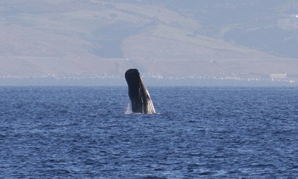 Como otra suerte de viento, soplará la luz a nuestro favor.
Aceytuno del miércoles, 20-3-2013

FOTO: Cachalote (Physeter macrocephalus) en el estrecho de Gibraltar.AUTOR:Aurelio Morales
