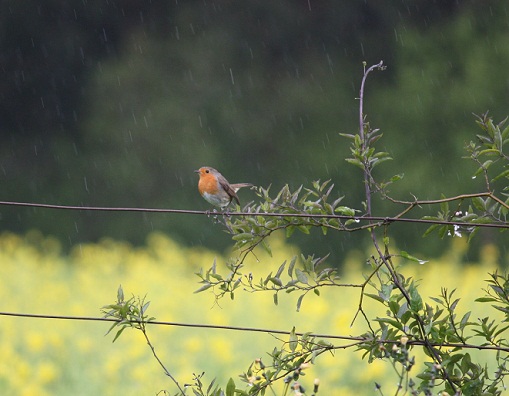 Lo felices que estaban ayer los pájaros bajo la lluvia.

Aceytuno del martes 27-3-2013