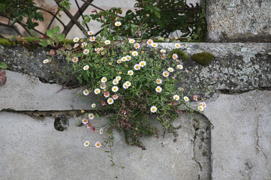 Hoy pasé por delante, otra vez, de la casa del poeta Eduardo Pondal y volvería a escribir lo mismo que escribí hace años. La foto es nueva, de hoy mismo. Las flores tienen millones de años.

Aceytuno del jueves 28-3-2013