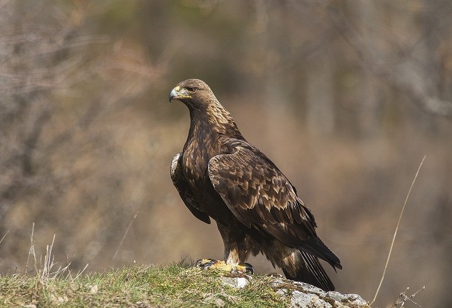 Foto inédita de un Águila Real (Aquila chrysaetos)