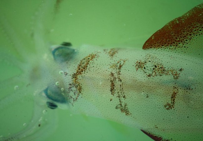 El Calamar Común (Loligo vulgaris) vive un año, pone una vez en su vida y hay una alta mortalidad después de la puesta en ambos sexos.