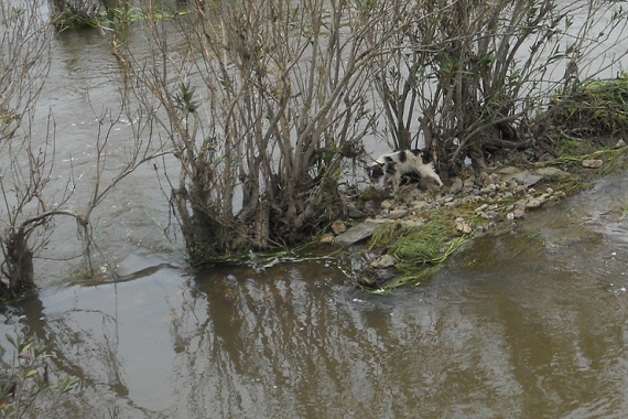 Estando contemplando la crecida del río Alcarrache a su paso por Bogaña, nos dimos cuenta de que un perrillo, arrastrado por la riada, había conseguido refugiarse en un pequeño islote.

Joaquín