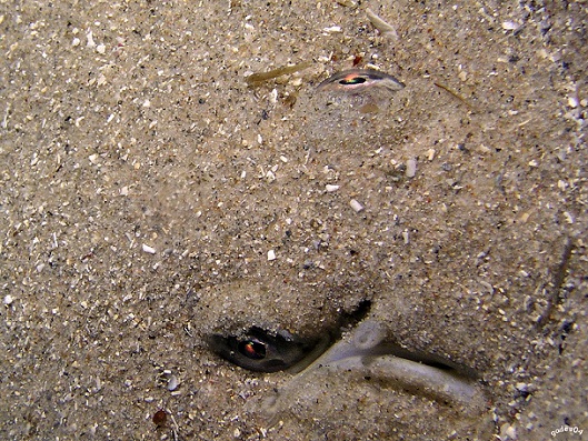 Un proceso por el cual el pez se desorienta y cae al fondo, donde vivirá el resto de su vida, asomando su mirada entre la arena. MF-A

Autor de la foto: Manuel Barrajón Falcón

