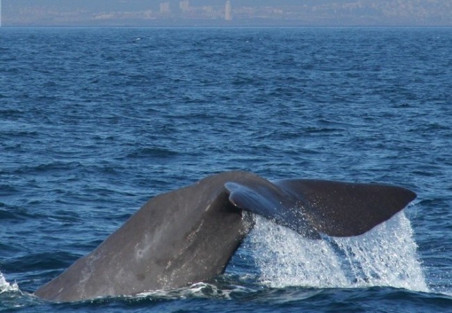 Un gris sobre el azul, eso es a veces todo lo que se ve de un cachalote. MF-A

FOTO: Cola de cachalote con Tarifa al fondo. 
AUTOR DE LA FOTOGRAFÍA: David Alarcó 

