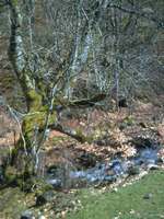 Árbol singular de la Rioja.
Especie: Mostajo(Sorbus aria).
Edad estimada: Unos 350 años.