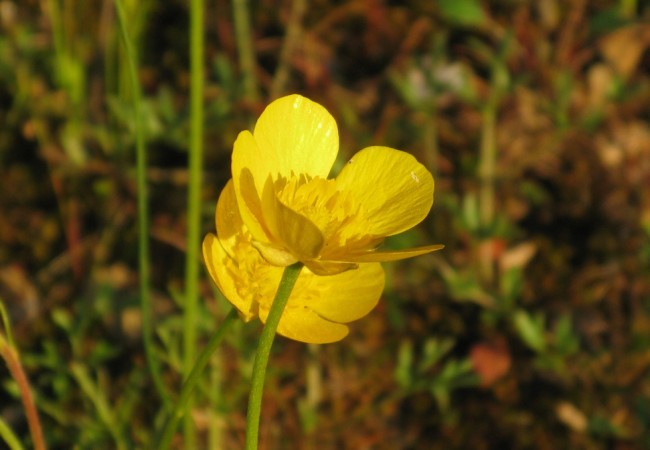 Han brotado, durante los últimos días soleados, entre los lirios y las viboreras, los ranúnculos, flores a las que también llaman “botón de oro”.
