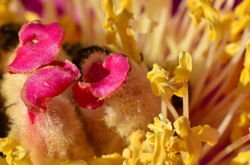 En el Suroeste de Extremadura ya está florecida. La foto es del interior de la flor.